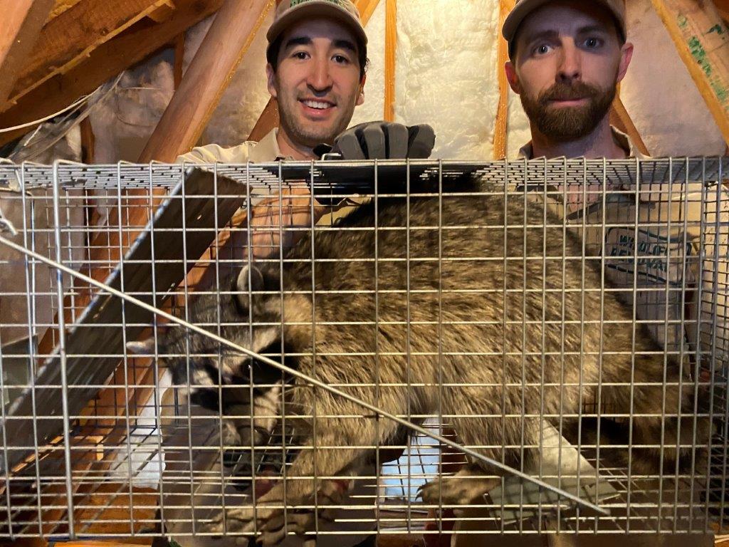 Waterbury raccoon trapping